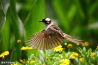立夏留春：一首古诗，将烟波翠柳、细雨流莺之景，写得很下饭