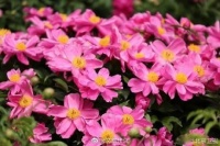 天坛公园芍药花开正当时