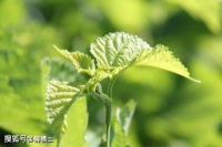 【古诗词鉴赏】宋代词人辛弃疾《鹧鸪天·陌上柔桑破嫩芽》词赏析