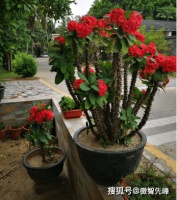 5种“漏财花”养在家里，再勤快也难“有钱”，越养越不顺