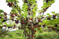 “盛夏”（6） | 上游主题摄影征稿作品展——冯克琼作品