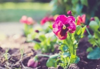 子女开始对你说这两句话，就是不孝的预兆，老人一定要把钱留给自己