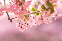 ​品读｜报以花枝俏