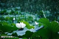 【古诗词鉴赏】宋代诗人陆游《剑门道中遇微雨》诗赏析