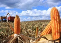 中国买家取消83万吨美国玉米订单，退单潮来了？