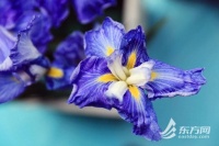 打卡春末的浪漫，2023上海鸢尾文化节进入观赏期| 组图