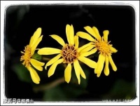 【满分作文】前人启清源，后人振芳生 一考生