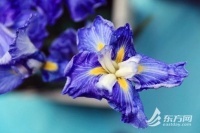 2023上海鸢尾文化节举办 鸢尾观赏期将持续至6月10日