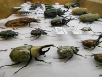 《养只昆虫做朋友》特展带你领略昆虫之美｜国际博物馆日