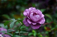 聪明的女人，不会把这三个隐私告诉外人