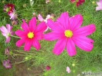 真正有能力的人，会有以下三个特征，占一个就很厉害