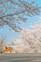 希望就像太阳