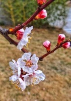 【古诗词鉴赏】﻿宋代诗人王安石《北陂杏花》诗赏析