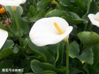 【满分作文】带着镣铐舞蹈