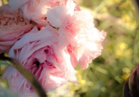 真正有钱又有福气的女人，身上都有这2个特质，老天爷会很宠你