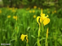 【高考备考】语言文字运用之综合训练 20 题（含答案解析）