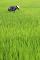 夜雨丨姚代云：农耕文明耀华夏