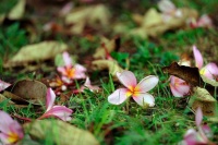 夜雨丨郑洪：人间四月（组诗）