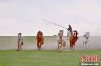 四蹄翻腾长鬃飞扬 实拍内蒙古草原上骏马奔腾的壮丽画卷