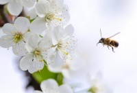 夜雨丨孙江月：玉石坪的春宴
