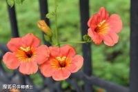 【高考作文】材料作文“势位还是才德”审题分析与例文导写