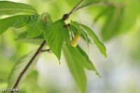 【古诗词鉴赏】宋代代诗人范成大《​喜晴》诗赏析