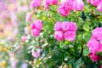 夜雨丨阿湄：初夏