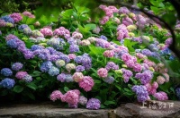 夏日限定浪漫！这里的绣球花海等你来～