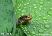 【古诗词鉴赏】宋代诗人刘攽《雨后池上》诗赏析