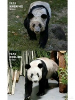 5月29日凌晨，在经历一个月的隔离检疫期后，丫丫终于回北京了……