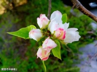 【古诗词鉴赏】元代诗人 张可久《卖花声·怀古》散曲赏析