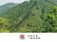 茶在中国古代的雅称 想不到有多精彩