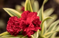 夫妻感情越来越甜的2个习惯，经常做的人，缘分会很长久