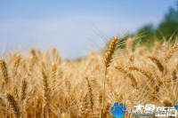 中听｜愿六一的你，童心未泯也痴心不改