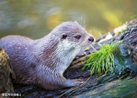 朱光潜：教育的目的在“启发”人性中所固有的求知、想好、爱美的本能