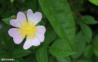 2023届高考语文冲刺专训：理解性默写押题测试（二）