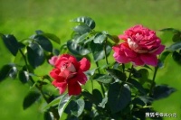 心宽似海，烦恼自然消