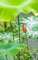 “盛夏”（69） | 上游主题摄影征稿作品展——胡波作品