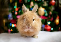 为什么要拥抱“渐进主义”——剧变时代龟兔赛跑新解