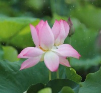 没有人可以拒绝这组荷花头像