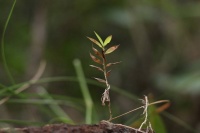 夜雨丨宋六梅：向一棵小草致敬