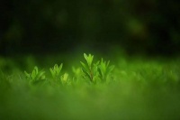 夏日南明，绿意盎然