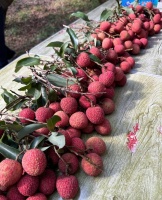 霍启刚在广东爬树摘荔枝，吕良伟前妻邝美云罕露面，60岁美貌惊艳