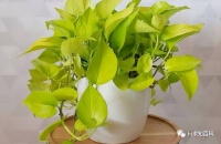 夸奖一盆植物会让它长得越来越好，言语辱骂还会让植物枯萎