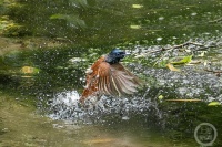 “盛夏”（74） | 上游主题摄影征稿作品展——李再述作品
