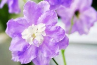 “嫂子，你必须把房子过户给我”女人：可以