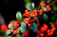 夜雨丨胡中华：草木篇（组诗）