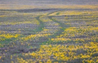 新疆那拉提：花开成海 满目金黄