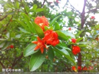 【古诗词鉴赏】宋代诗人苏舜钦《夏意》诗赏析