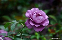 女人，思念一个人到极致时，会有的样子